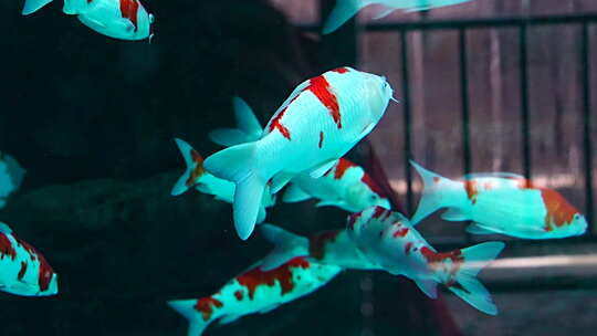 水族馆 群鱼 观赏鱼 鱼类