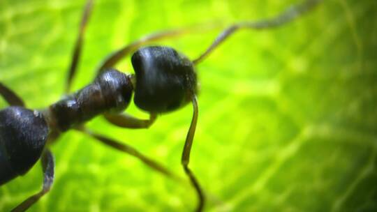 显微摄影 绿叶上的蚂蚁