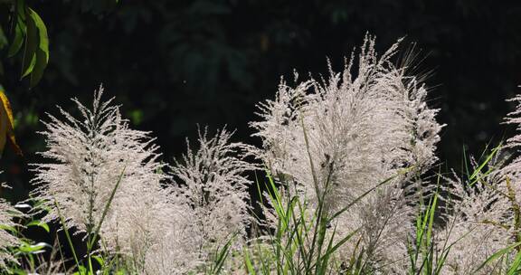 芦苇 草本植物 芦苇属 江河湖