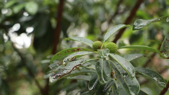 绿色植物上的雨滴