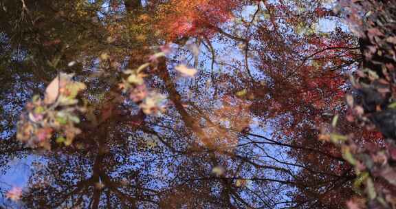 秋天唯美红叶红枫倒映在水里