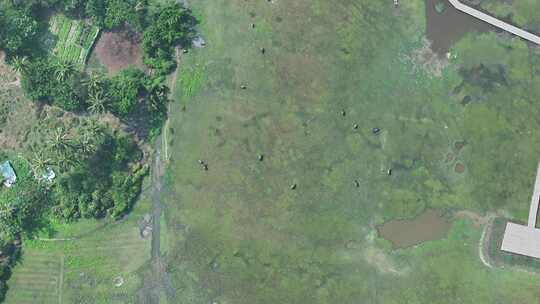 海南乡村湿地航拍空镜