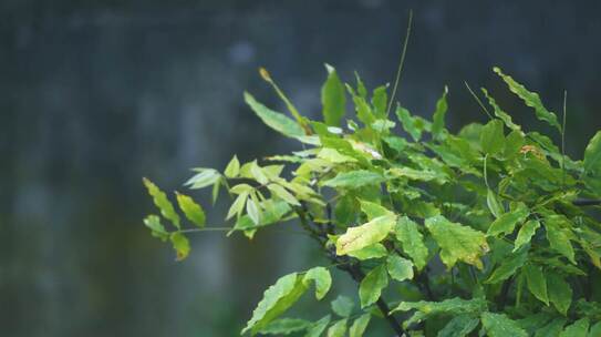 雨水打在植物身上