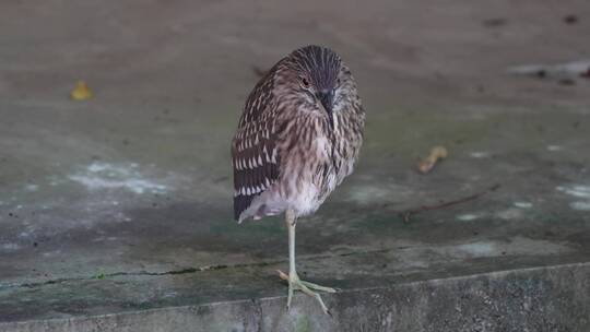 池鹭实拍