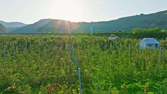 苹果种植基地