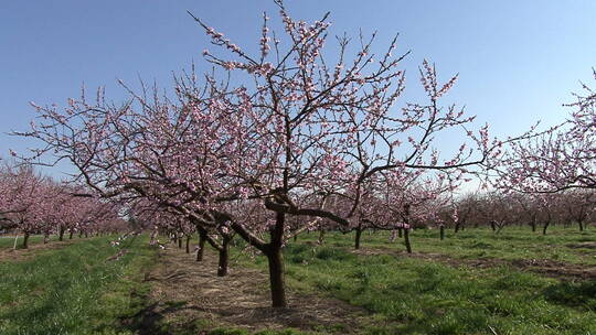 高清拍摄果园盛开的桃花