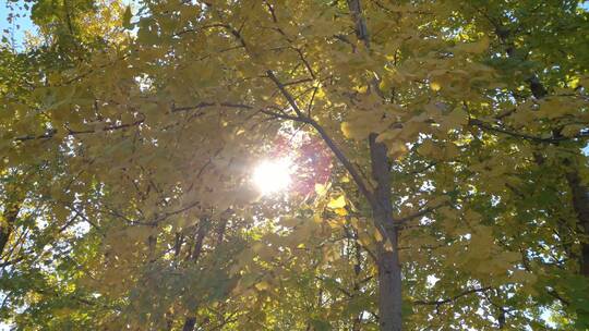 秋景秋天里金黄唯美的阳光银杏树树叶