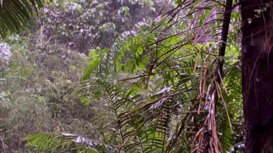 热带混合森林下大雨。树木背景下的大雨场景
