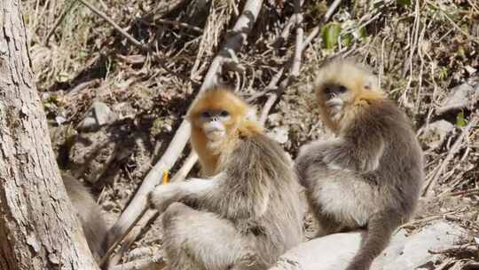 四川白河金丝猴自然保护区川金丝猴视频素材模板下载