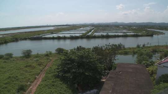 广西北仑河口红树林湖泊实拍视频