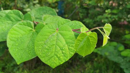 晨光露水花草树木高清实拍