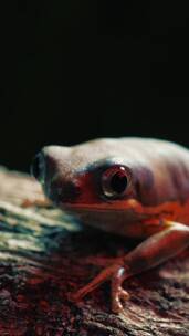 红色树蛙