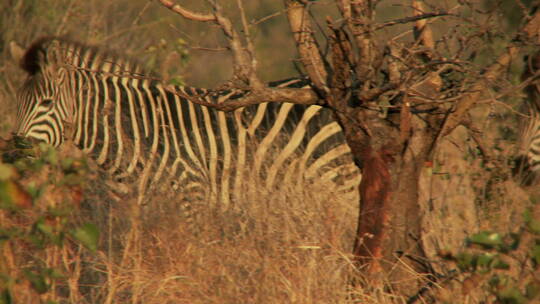 动物园斑马素材野生动物非洲