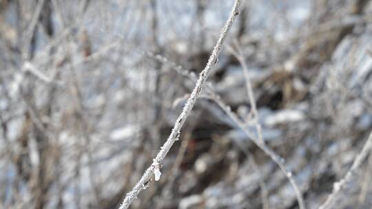东北冬天枯草形成霜冻