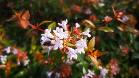 实拍 春天 盛开 鲜花 花朵