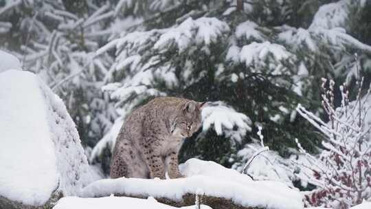 山猫，野猫，雪，物种