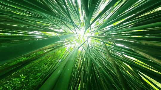 新鲜竹林相机沿着热带森林的竹干缓慢向上移