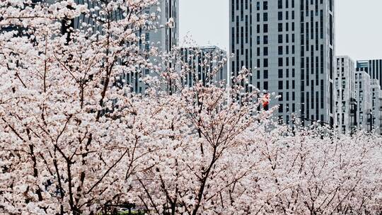 航拍南京江北新区春天樱花季