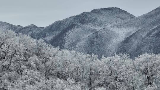 航拍湖北神农架原始森林群山冬季雪景雪松