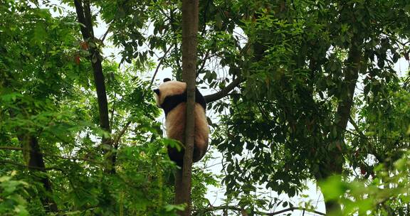 树上玩耍的可爱大熊猫幼崽