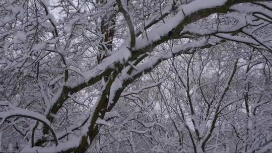 从树枝上掉下来的雪