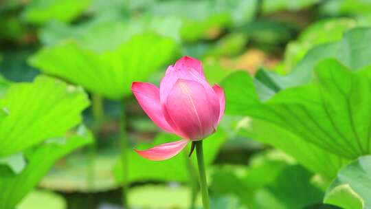 成都望丛祠夏日荷花盛开实拍素材