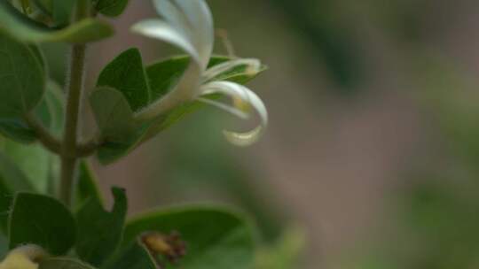 金银花种植基地 农业