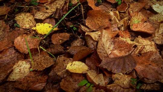 秋天雨后地上的枯叶