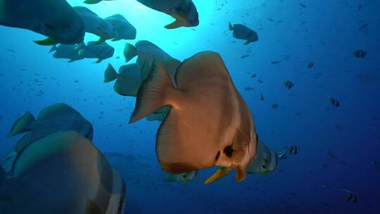 海底世界海洋生物实拍