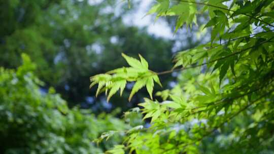 唯美小清新绿色树叶写意空镜头夏天小暑