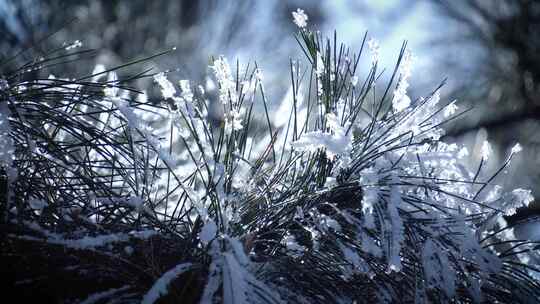 下雪 雪花 冬天 松树 雾松