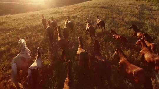 黄昏时候、草原上奔跑的马群