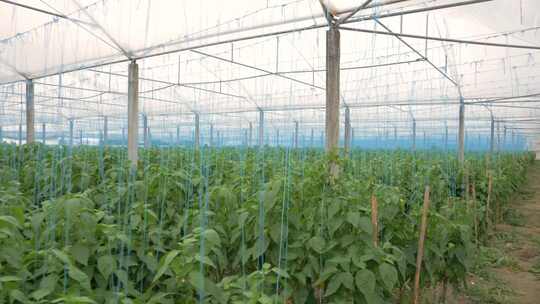 蔬菜大棚，种植温室蔬菜