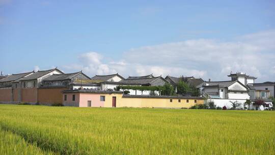 大理云南丽江稻田农田农场牧场农场