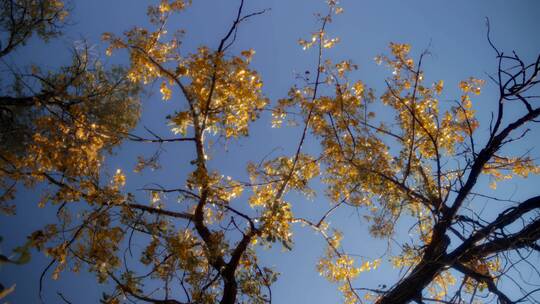 秋季的银杏树枝叶