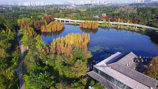 成都白鹭湾湿地公园秋季水杉红叶绿道航拍