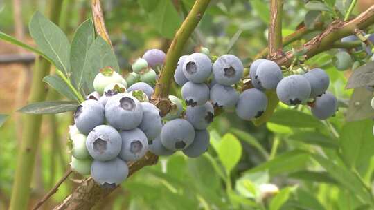 蓝莓种植 采摘 蓝莓果园 农业丰收