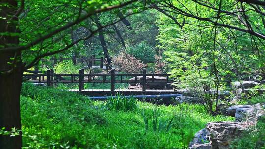 春天温暖阳光下绿色森林与木栈道