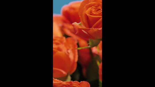 一束详细可见的橙色花朵视频素材模板下载