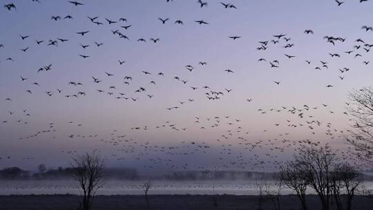 傍晚晚霞湖边成群飞鸟起飞合集