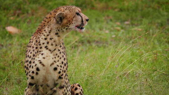 非洲大草原上的猎豹捕食者，沉浸在野生自然