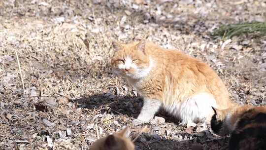 猫咪 小猫 猫 橘猫 动物