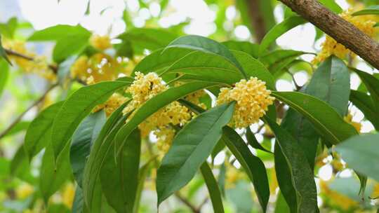 盛开的桂花枝叶特写