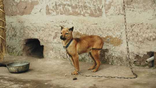 农村被拘束的田园犬