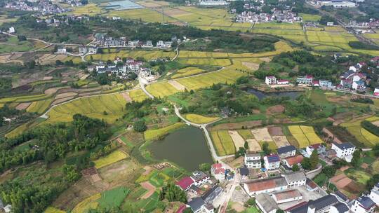 杭州大同建德金秋稻田田园风光 航拍