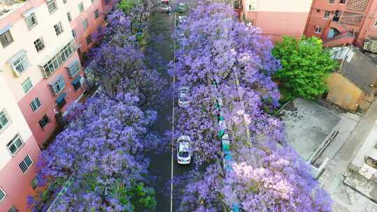 昆明蓝花楹航拍 教场中路