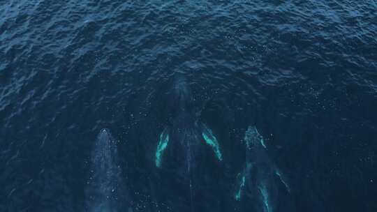 三只巨大的座头鲸浮出水面