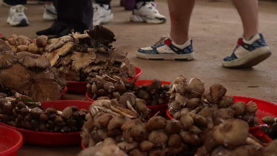 云南野生菌交易市场鸡枞