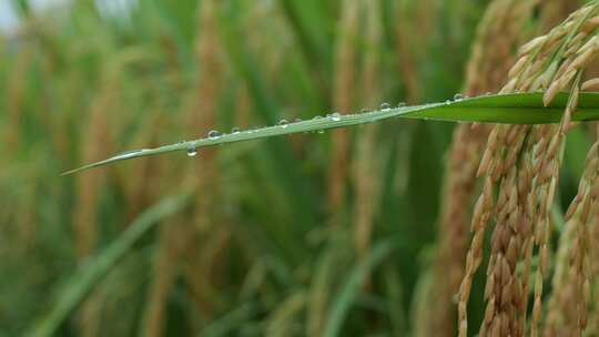 成熟的稻穗水稻特写雨露水珠田野