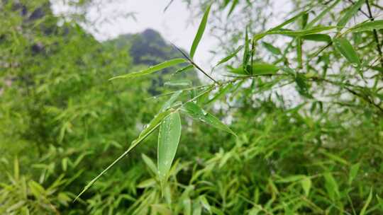 雨清明谷雨竹叶雨水下雨